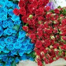 노란장미