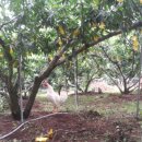 하늘농장 이미지