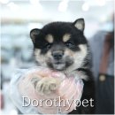 천안 강아지분양 도로시펫 네이버블로그