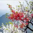 춘삼월