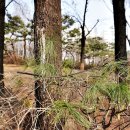 번데미 공원 이미지