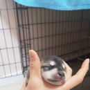 콜드베이켄넬 이미지