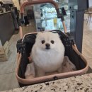 하이벨몽 이미지