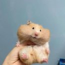 스시소기 이미지