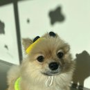 마조르댕 이미지