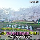 신대호수 팔각정 앞 | 충남 서산 벚꽃 명소 서산 중앙호수공원! 주차 벚꽃 후기~
