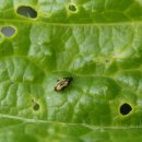 벼룩벌레의 생태와 방제, Phyllotreta striolata, striped cabbage flea-beetle 이미지