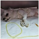 세븐동물병원 | 울 동네에도 이런 꿀스팟이 있다니! 스머프동물병원 정복 후기 털어놔봄