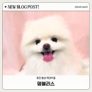 멍블리스 이미지