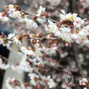 성미
