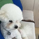 피네(P-ne) 이미지