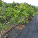 방초농장 이미지