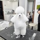 가능동물병원 | 동물병원 취업 방법 솔직 찐 후기 24시 야간근무 썰