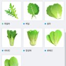 127 | LG 틔운 미니 오크리프 상추 역대급 성장캐 127일 재배후기