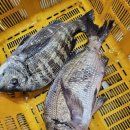 수산대첩 | 노량진수산시장 윤호수산 자연산 감성돔 시세 오로시 가격 픽업 구입 맛 지리 후기