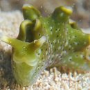 초록빛 태양광발전소 이미지