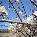 앞개포구 이미지