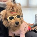 노원N동물의료센터 | 노원 N동물의료센터 동물병원 강아지 수중재활 치료 시작