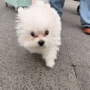 한국타이어제1판매(주) | 2025 메가주 일산 메가주, 케이펫페어 방문 후기 (킨텍스 제1전시장)