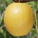 배가농원 이미지