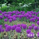과거에 개역성경을 사용할 때 4복음서를 대조해서 복음서를 만들어보았습니다. 이미지