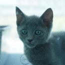 도로시펫강아지고양이