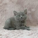 강남고양이분양 러브앤캣 이미지