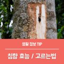 침향환효능 부작용, 침향환 고르는법 찾다가 알게된 상비환