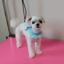 프리티펫 이미지