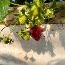 다한농장 이미지