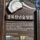 천년숲 이미지