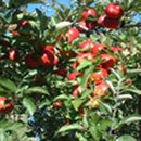 알퐁소농장 이미지