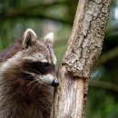 서울시야생동물센터 이미지