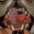 수원24시 바른동물의료센터 이미지