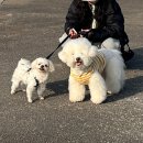 세븐일레븐 가능공원점 | 광나루 한강공원 피크닉 꿀팁 총정리 (강아지 동반, 배달 후기)