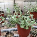 박하농장 이미지