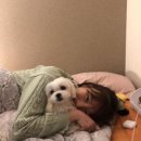 조이펫헬스