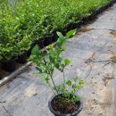 발산1리 마을회관 이미지