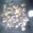 풍경장어 이미지