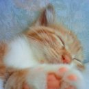 고양이 발바닥 이미지