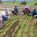 구사마을 이미지