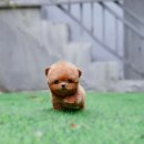 토이모아(TOY MOA) 이미지