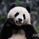 판다통신 이미지