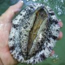 오도장털보물회식당 | 제철 요리 내돈내산 솔직후기 전복물회 두번째방문