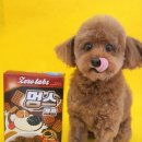 오룡애견미용 이미지