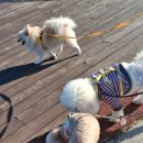 포근하개 | 여수 분리불안 케어, 여수 애견유치원 &#39;포근하개&#39; 후기 !!