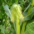 정경농장 이미지