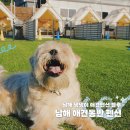 댕댕이# | 남해 애견동반 숙소 남해 댕댕이 애견펜션 블루 내돈내산 후기