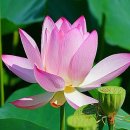 옷이날개 이미지