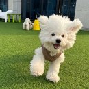 털로덮인친구들 수원매교점 이미지